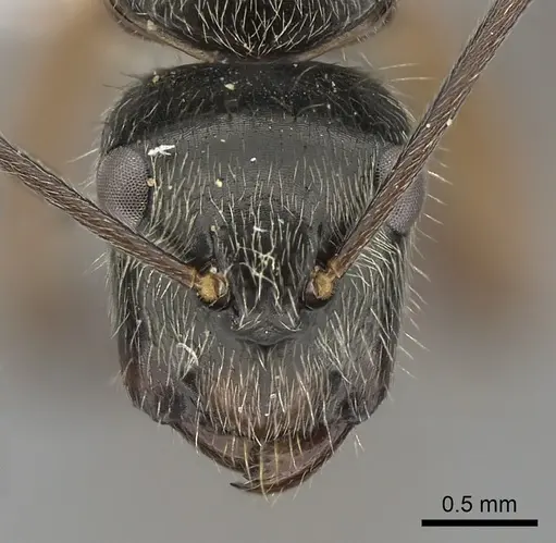 Camponotus salvini specimen