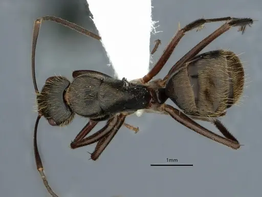 Camponotus salvini - CASENT0843556