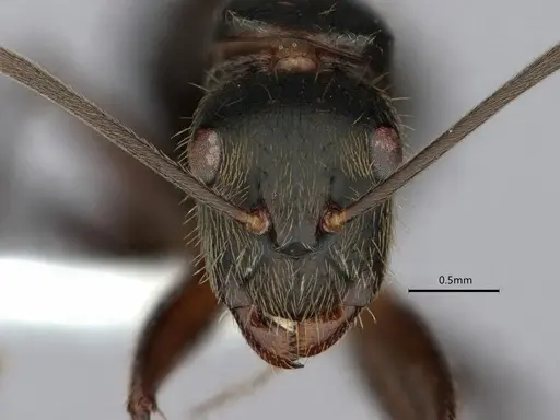 Camponotus salvini - CASENT0843556