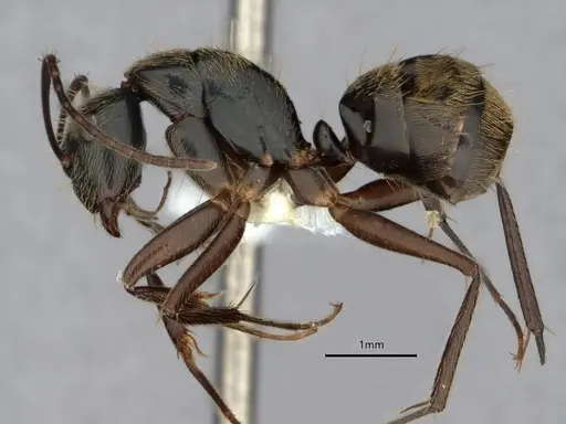 Camponotus salvini - CASENT0843556