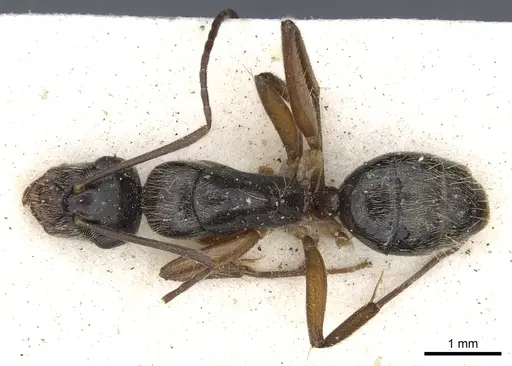 Camponotus salvini - CASENT0903627