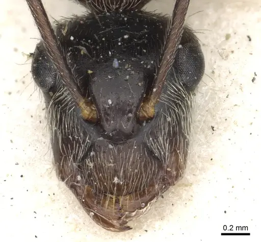 Camponotus salvini - CASENT0903627