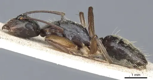Camponotus salvini - CASENT0903627