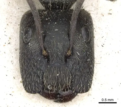 Camponotus salvini - CASENT0903628