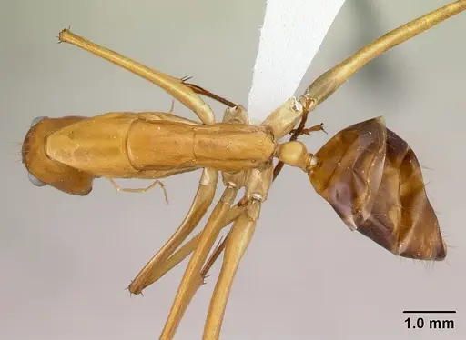 Camponotus sambiranoensis specimen