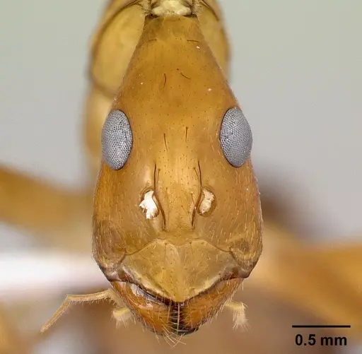 Camponotus sambiranoensis specimen