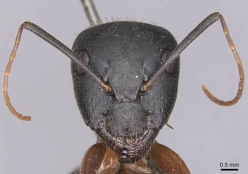 Camponotus samius specimen