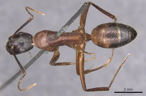 Camponotus samius - CASENT0905291