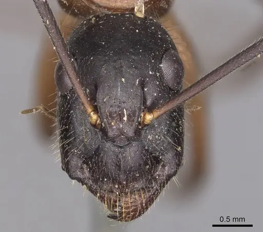 Camponotus samius - CASENT0905291