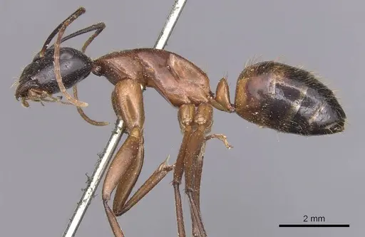Camponotus samius - CASENT0905291