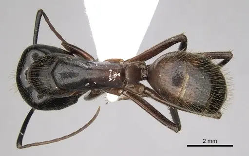 Camponotus samius - CASENT0906056