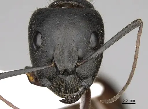 Camponotus samius - CASENT0906056