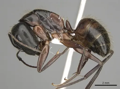 Camponotus samius - CASENT0906056