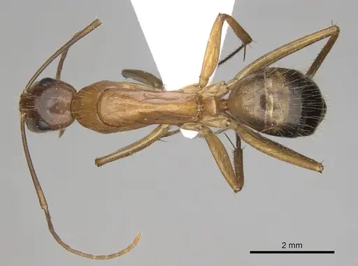 Camponotus samius - CASENT0906057