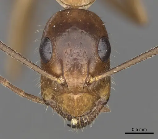 Camponotus samius - CASENT0906057