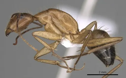 Camponotus samius - CASENT0906057