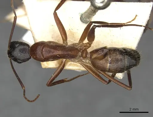 Camponotus samius - CASENT0910258
