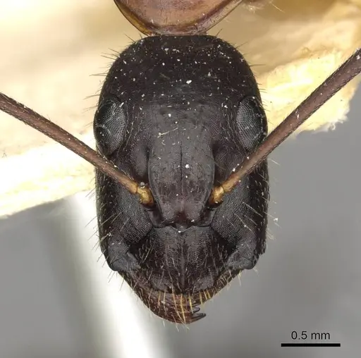Camponotus samius - CASENT0910258