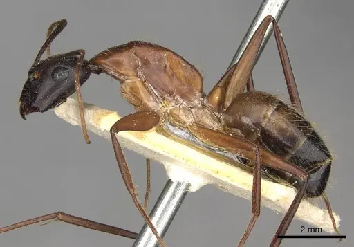 Camponotus samius - CASENT0910258