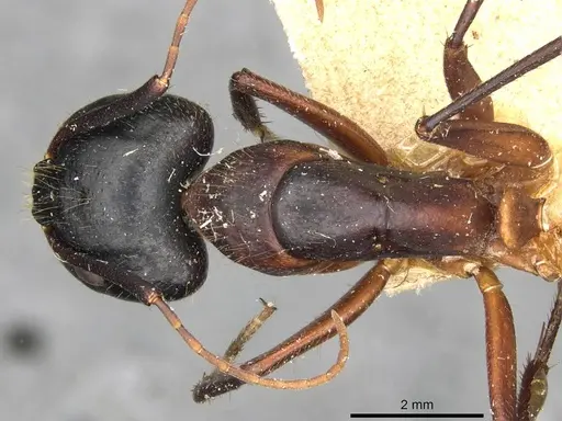 Camponotus samius - CASENT0910259