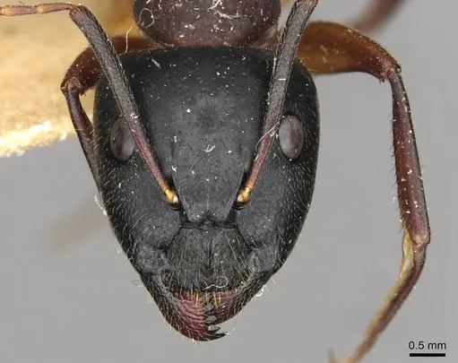 Camponotus samius - CASENT0910259