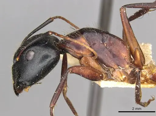 Camponotus samius - CASENT0910259