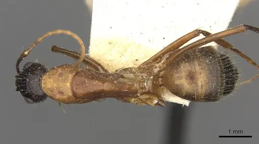 Camponotus samius - CASENT0910260