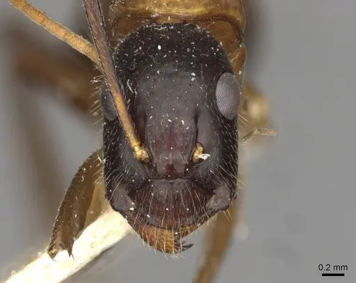 Camponotus samius - CASENT0910260