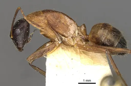 Camponotus samius - CASENT0910260