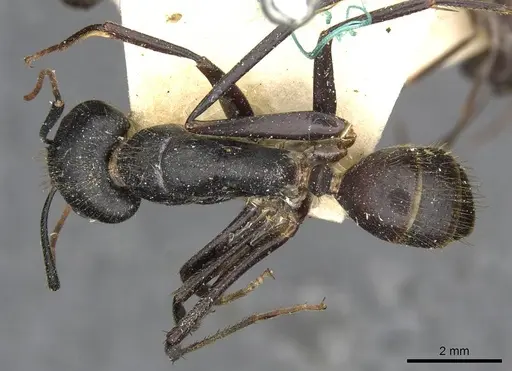 Camponotus samius - CASENT0910261