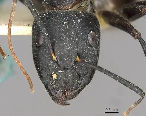 Camponotus samius - CASENT0910261