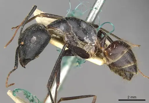 Camponotus samius - CASENT0910261