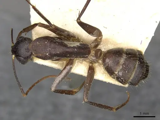 Camponotus samius - CASENT0910262