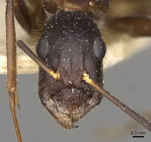 Camponotus samius - CASENT0910262