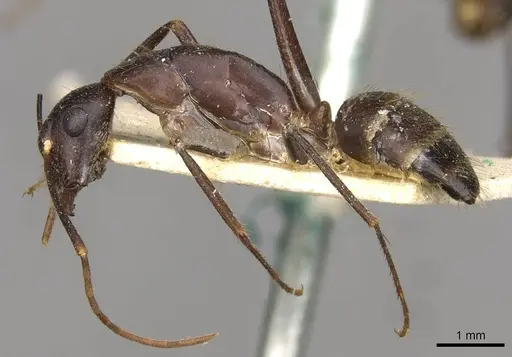 Camponotus samius - CASENT0910262