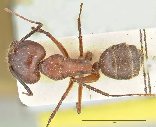 Camponotus samius - FOCOL2432