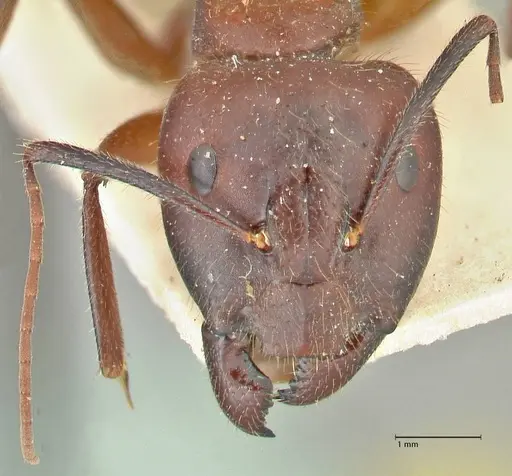 Camponotus samius - FOCOL2432