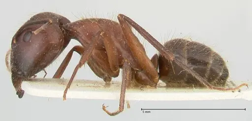 Camponotus samius - FOCOL2432
