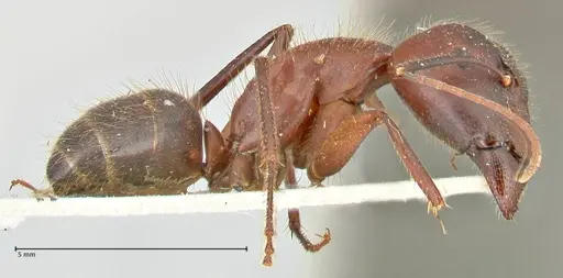 Camponotus samius - FOCOL2432