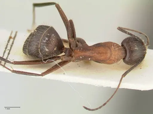Camponotus samius - FOCOL2433