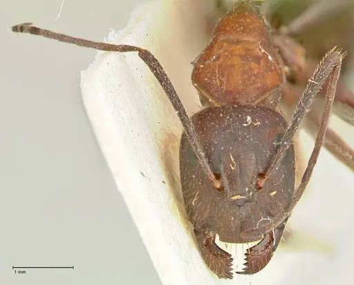 Camponotus samius - FOCOL2433