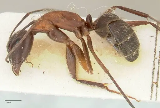 Camponotus samius - FOCOL2433