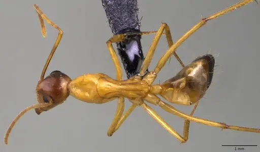 Camponotus sanctus - ANTWEB1060121