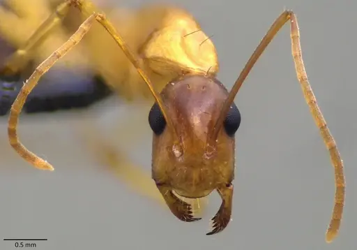 Camponotus sanctus - ANTWEB1060121