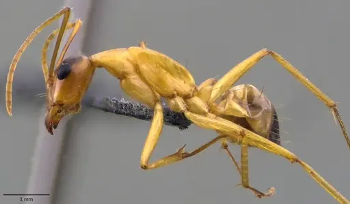 Camponotus sanctus - ANTWEB1060121