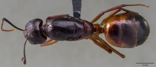 Camponotus sanctus - ANTWEB1060122