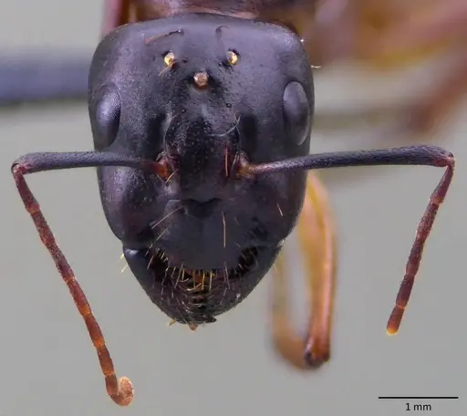 Camponotus sanctus - ANTWEB1060122