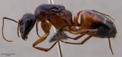 Camponotus sanctus - ANTWEB1060122