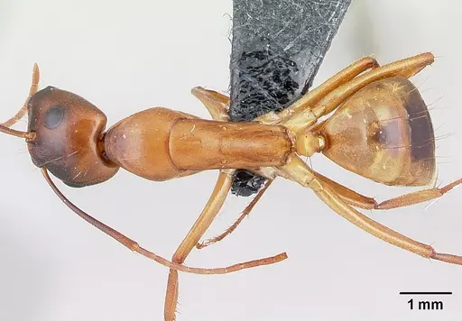 Camponotus sanctus - CASENT0179882