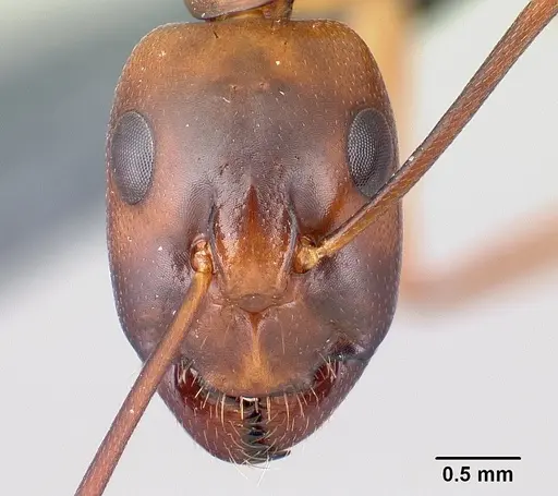 Camponotus sanctus - CASENT0179882